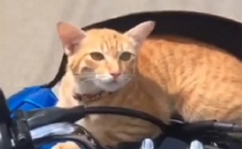 Viral Video Kucing Naik Motor, Netizen: Kucing Oren Semakin di Depan