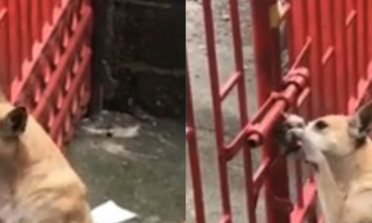 Aksi Lucu Anjing Buka Pagar untuk Bertemu Kekasihnya