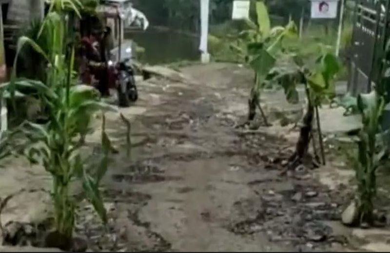 Viral Guru Dimaki-maki Gegara Posting Jalan Rusak Ditanam Pohon Pisang