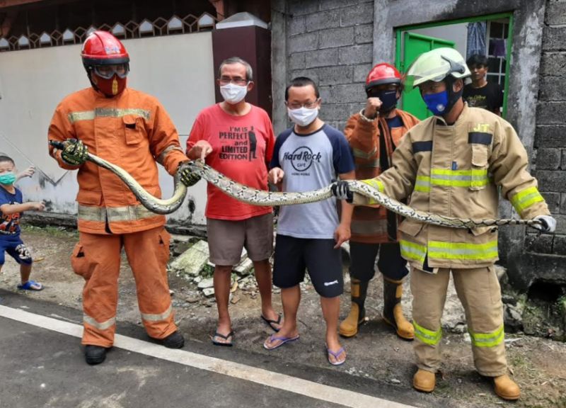 Merayap Naik ke Plafon, Ular Sanca Sepanjang 4 Meter Hebohkan Warga Jaktim