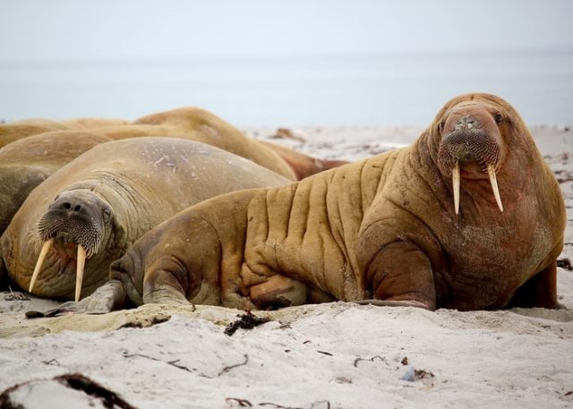 Heboh Walrus untuk Pertama Kalinya Terlihat di Irlandia