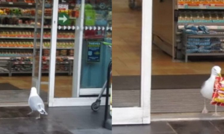 Viral Aksi Lucu Burung Camar Curi Snack di Supermarket