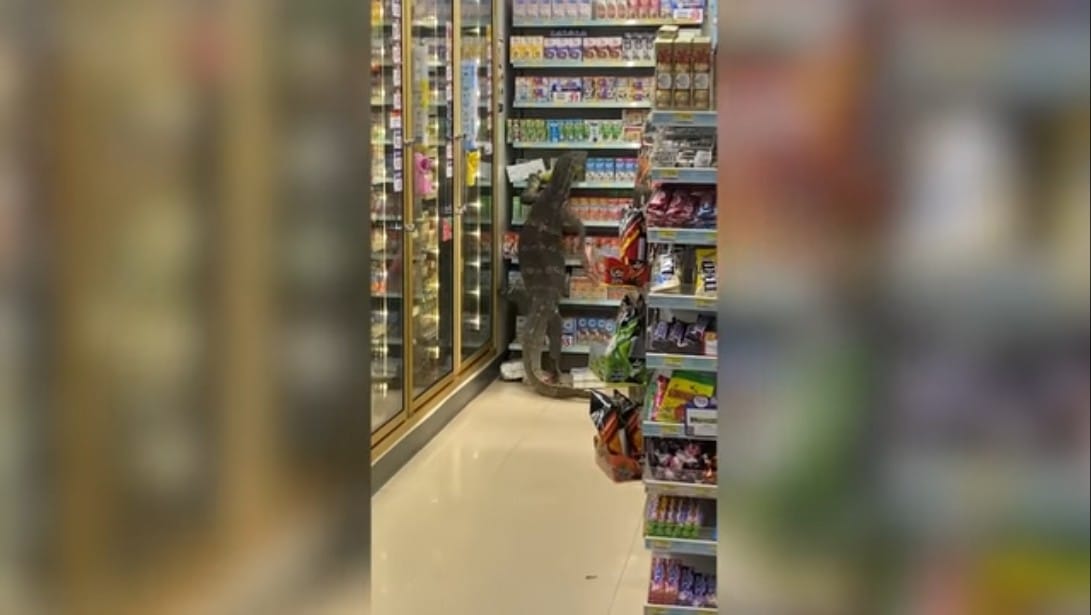 Viral! Biawak Raksasa Hebohkan Pengunjung Supermarket