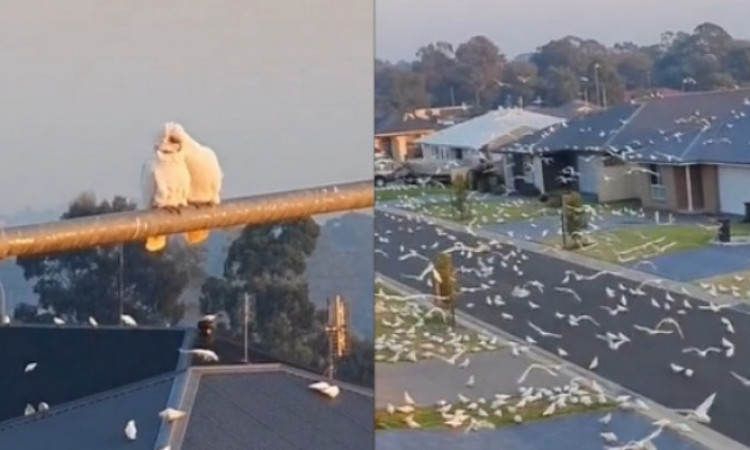 Viral Ribuan Burung Kakatua Serang Kota di Australia