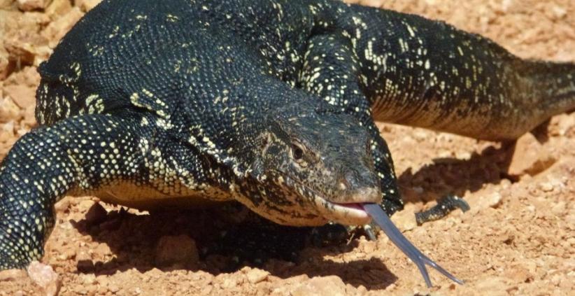 Heboh! Biawak Masuk Mushola Warga Sekitar Ancol