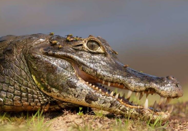 Buaya Muara Hebohkan Warga Gianyar, Diduga Dilepaskan Orang Tak Bertanggung Jawab