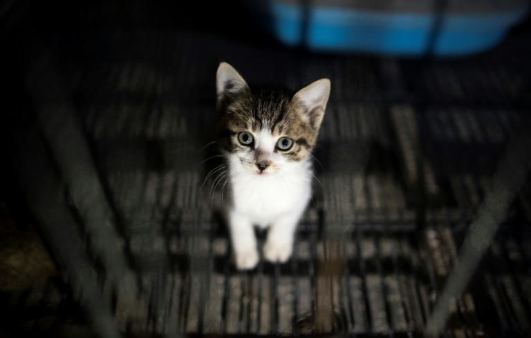 Viral Pria Sembelih Kucing untuk Dikonsumsi, Ini Faktanya