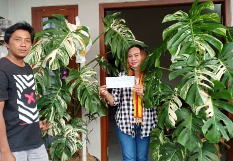 Viral Tanaman Monstera Dijual Rp225 Juta, Belinya Cuma Rp800 Ribu Loh