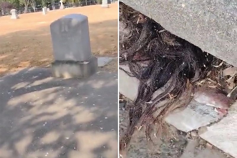 Viral, Rambut Muncul dari Makam Berusia Seabad, Penemunya Lari Ketakutan