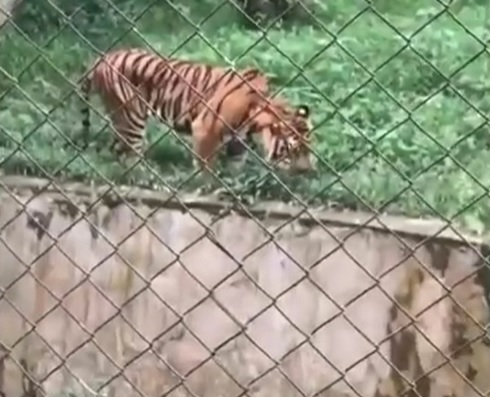 Viral! Harimau di Kebun Binatang Medan Kurus Kering dan Makan Rumput