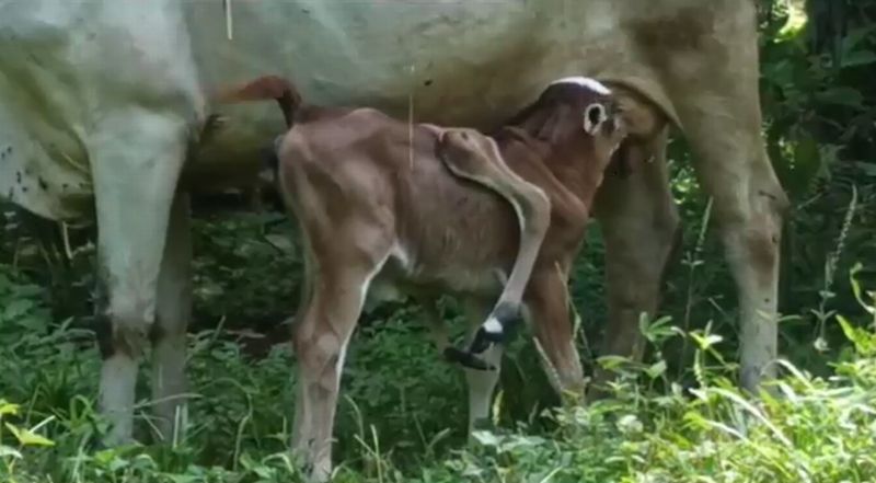 Viral Anak Sapi Berkaki Enam, Pemilik Lakukan Ini Saat Induknya Lahiran