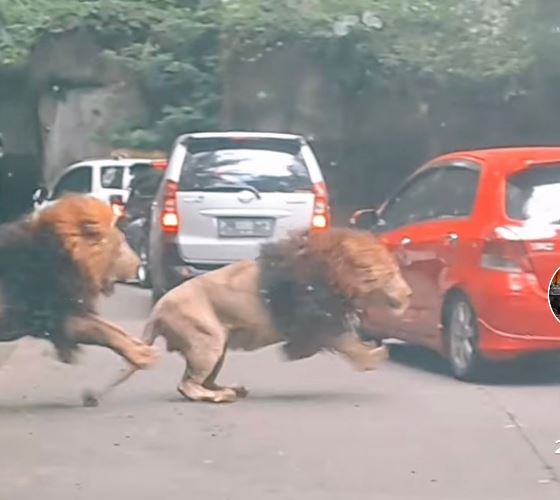 Viral 2 Singa di Taman Binatang Bertarung hingga Tabrak Mobil Pengunjung