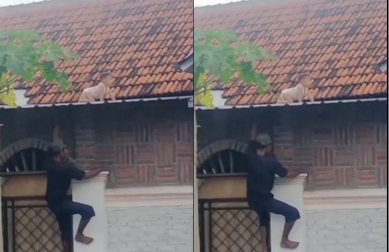 Viral Aksi Bayi Merangkak di Atap Rumah, Netizen: Adaptasi dari Film!